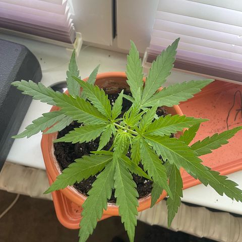 Sherbert growlog photo: Sherbert wurde bei der zuerst 6 Nodie getoppt. Sowie untenrum getrimmt.