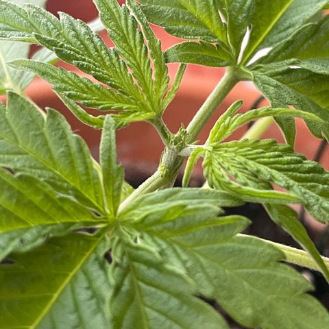 Sherbert growlog photo: Sherbert wurde bei der zuerst 6 Nodie getoppt. Sowie untenrum getrimmt.