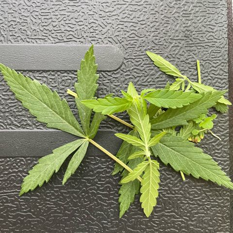 Sherbert growlog photo: Sherbert wurde bei der zuerst 6 Nodie getoppt. Sowie untenrum getrimmt.