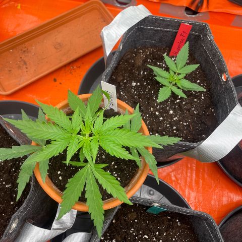 Sherbert growlog timeline photo
