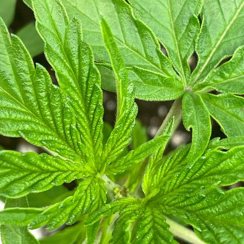 Sherbert growlog timeline photo