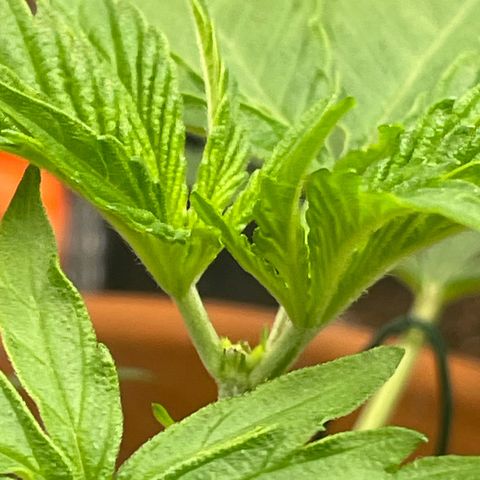 Sherbert growlog timeline photo