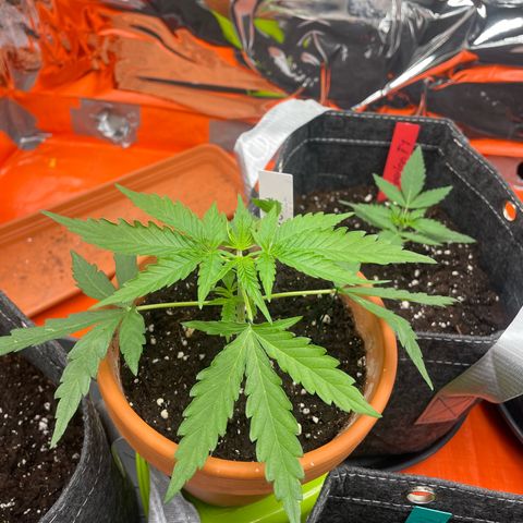 Sherbert growlog timeline photo