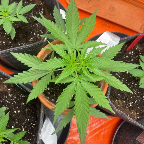 Sherbert growlog timeline photo