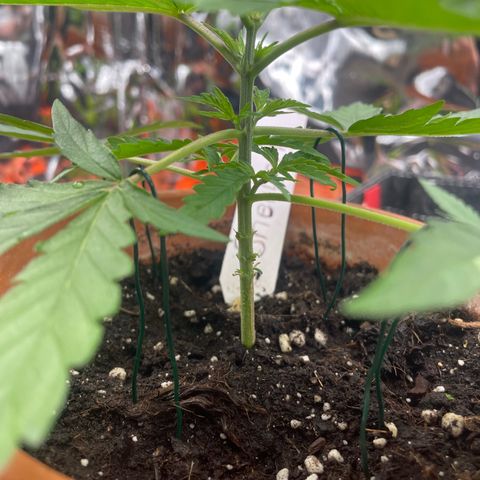 Sherbert growlog timeline photo