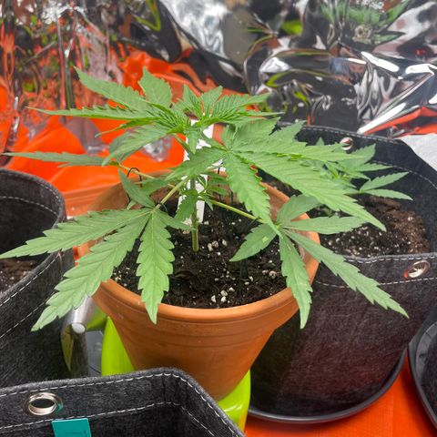 Sherbert growlog timeline photo