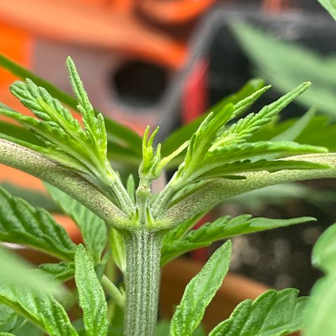 Sherbert growlog timeline photo