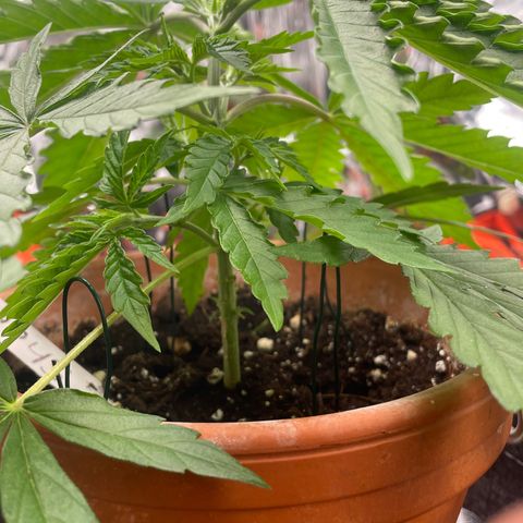 Sherbert growlog timeline photo