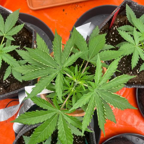 Sherbert growlog timeline photo