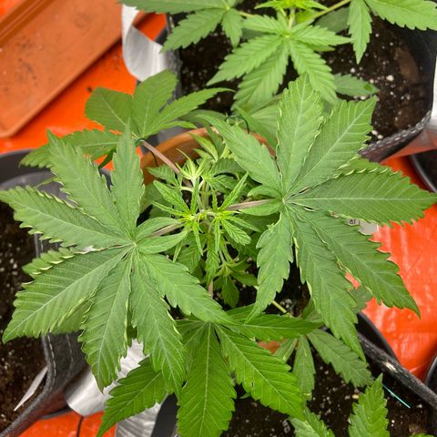 Sherbert growlog timeline photo