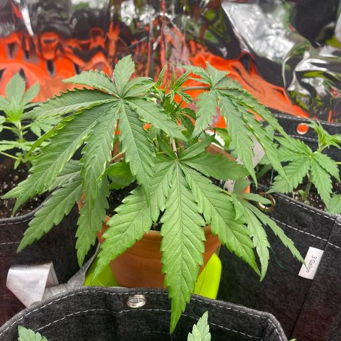 Sherbert growlog timeline photo