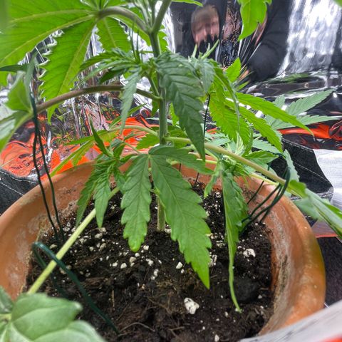 Sherbert growlog timeline photo
