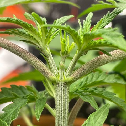 Sherbert growlog timeline photo