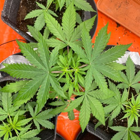 Sherbert growlog timeline photo