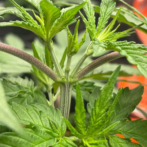 Sherbert growlog timeline photo