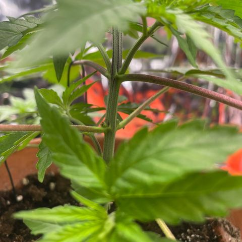 Sherbert growlog timeline photo