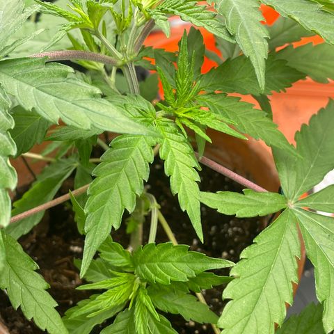 Sherbert growlog timeline photo