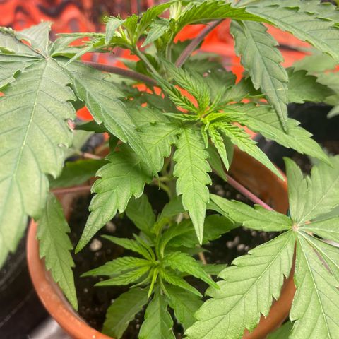 Sherbert growlog timeline photo