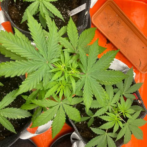 Sherbert growlog timeline photo