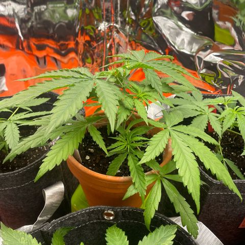 Sherbert growlog timeline photo