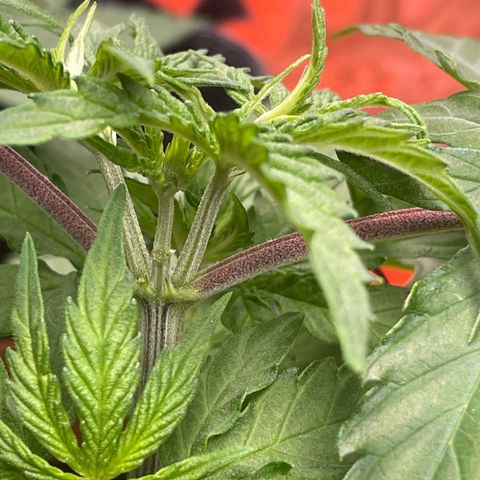 Sherbert growlog timeline photo