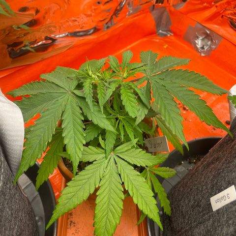 Sherbert growlog timeline photo