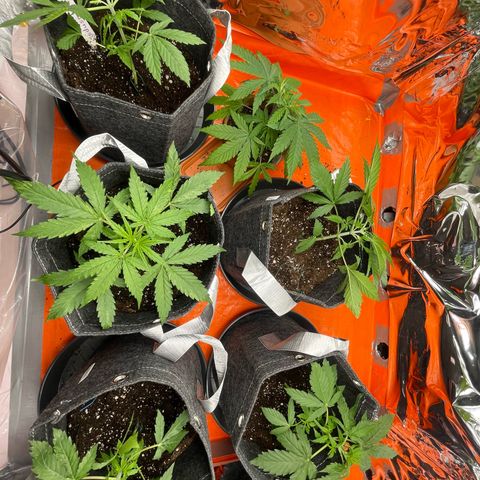 Sherbert growlog timeline photo