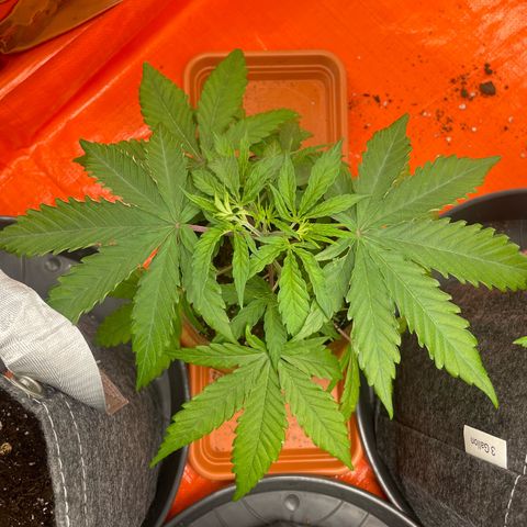 Sherbert growlog timeline photo