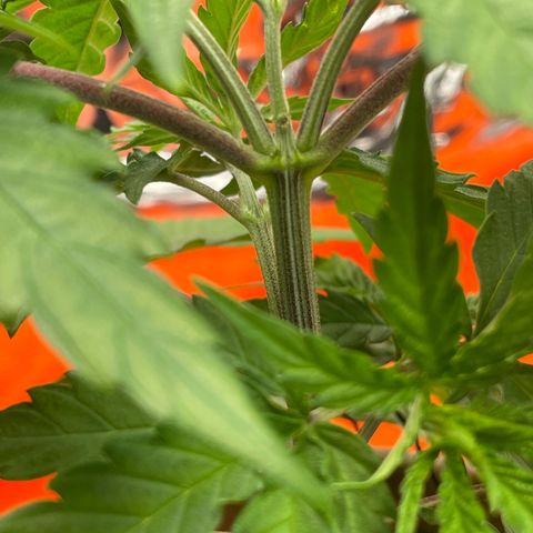Sherbert growlog timeline photo