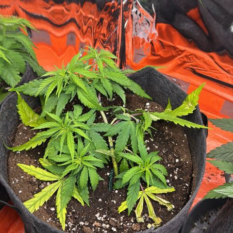 Sherbert growlog photo: Sherbert wurde in einen 20 Liter Stofftopf umgepflanzt und runter gebogen.
