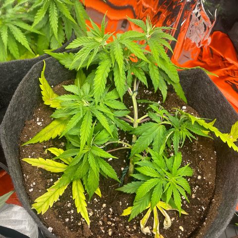 Sherbert growlog timeline photo