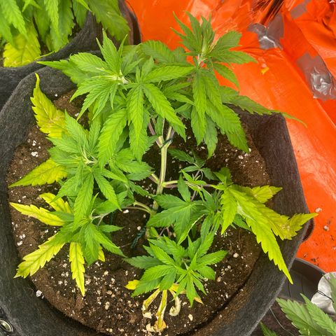 Sherbert growlog timeline photo