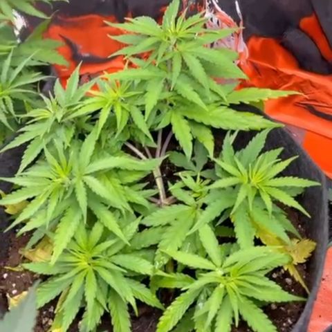 Sherbert growlog timeline photo