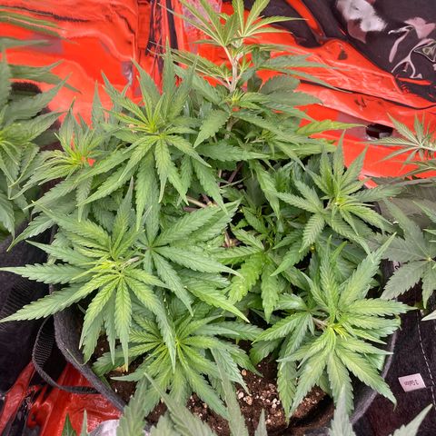 Sherbert growlog timeline photo