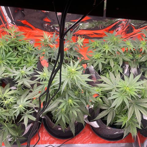 Sherbert growlog timeline photo