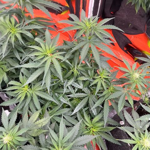 Sherbert growlog timeline photo