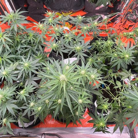 Sherbert growlog timeline photo