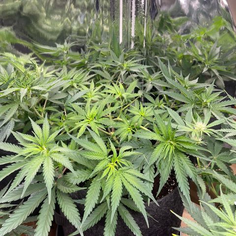 Sherbert growlog timeline photo