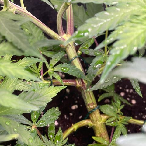 Sherbert growlog timeline photo