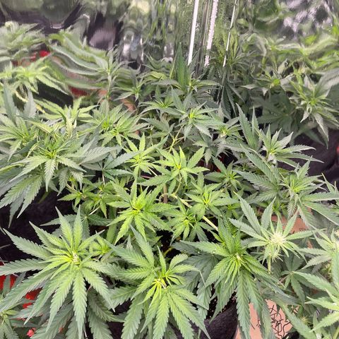 Sherbert growlog timeline photo