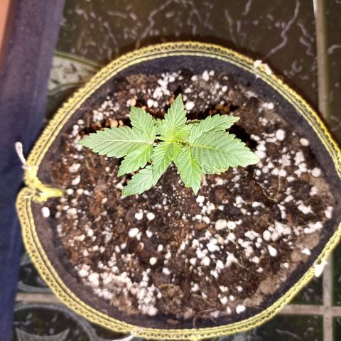 Mr Big Candy growlog photo: Etapa de plantula