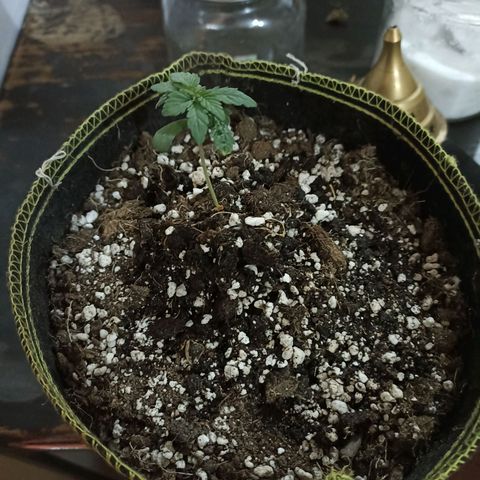 Mr Big Candy growlog photo: Etapa de plantula