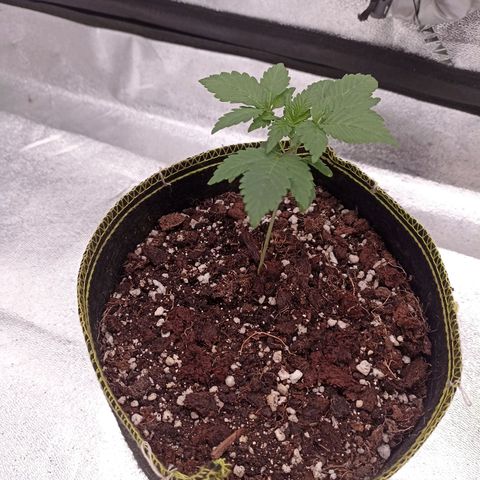Mr Big Candy growlog photo: Registro de crecimiento, aprox. 10 cm 