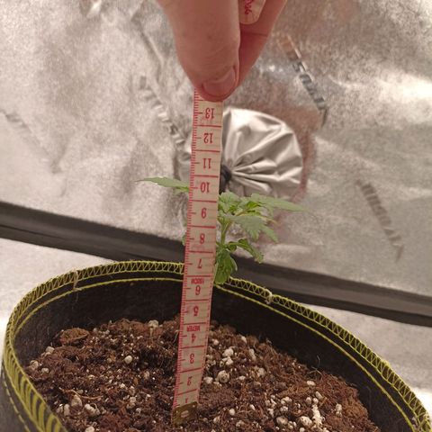 Mr Big Candy growlog photo: Registro de crecimiento, aprox. 10 cm 