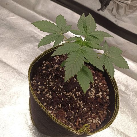 Mr Big Candy growlog photo: Riego 25 abril 