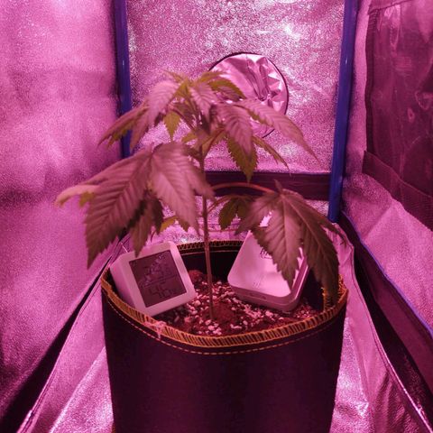 Mr Big Candy growlog photo: Refleja deficiencia de agua por lo que se decide aumentar regado