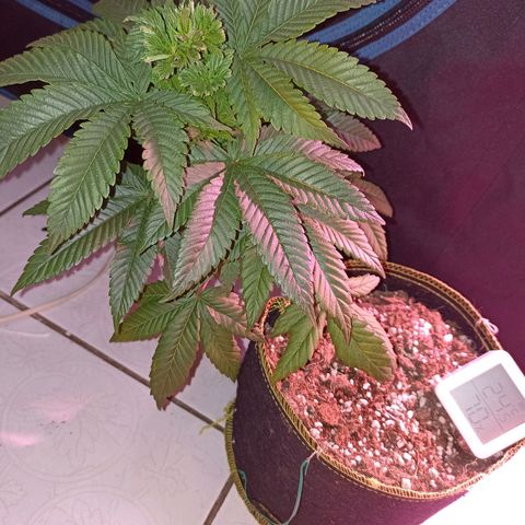 Mr Big Candy growlog photo: Recuperación de FIM y LST