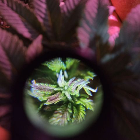 Mr Big Candy growlog photo: Recuperación de FIM y LST