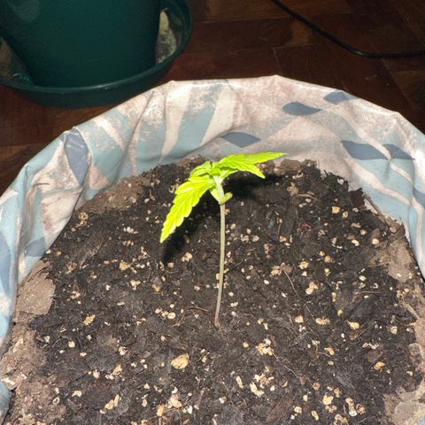 Amnesia Auto growlog timeline photo