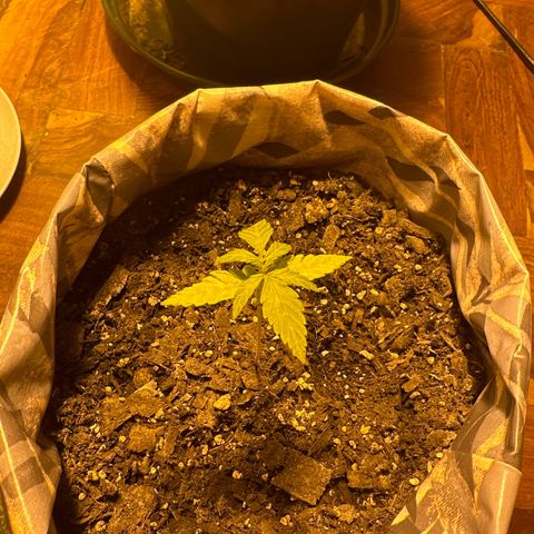 Amnesia Auto growlog timeline photo